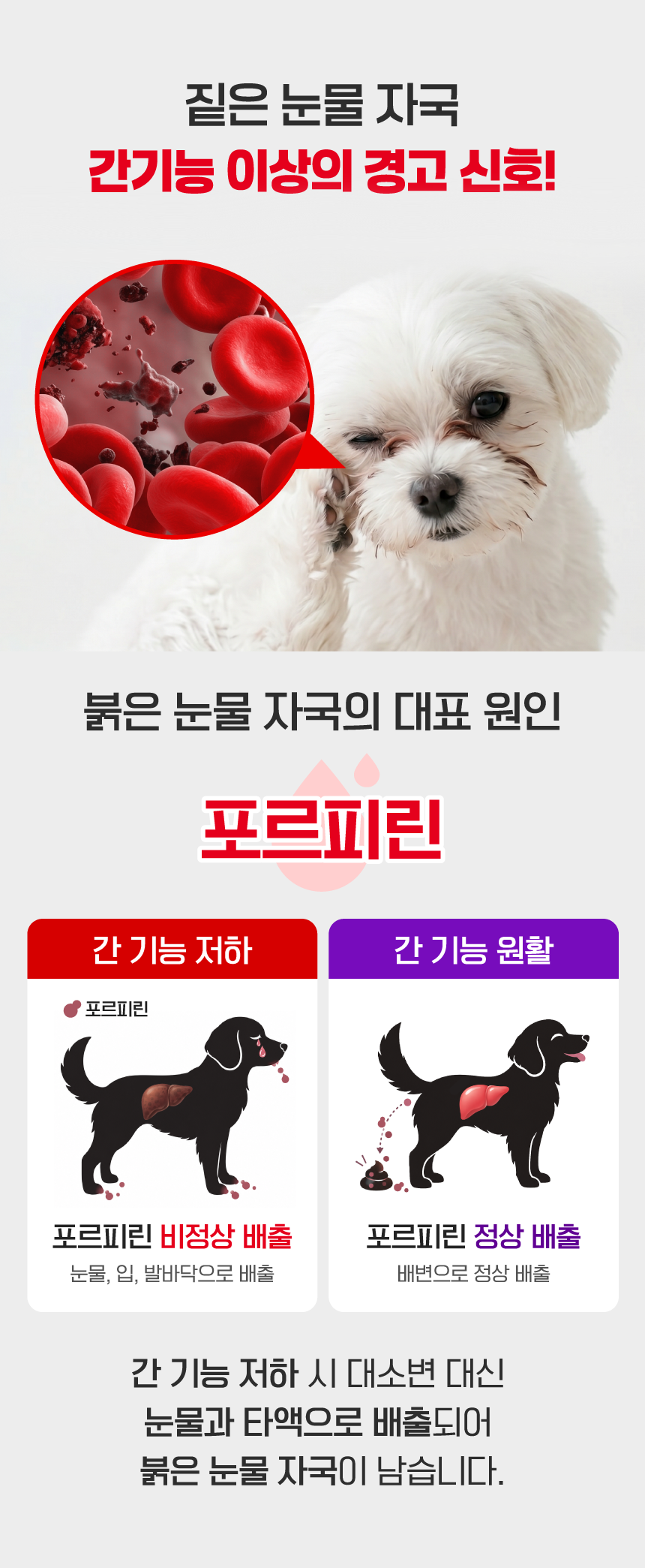 [SBS]벨라맥스 TV 동물농장 수의사 강아지 눈 영양제 루테인