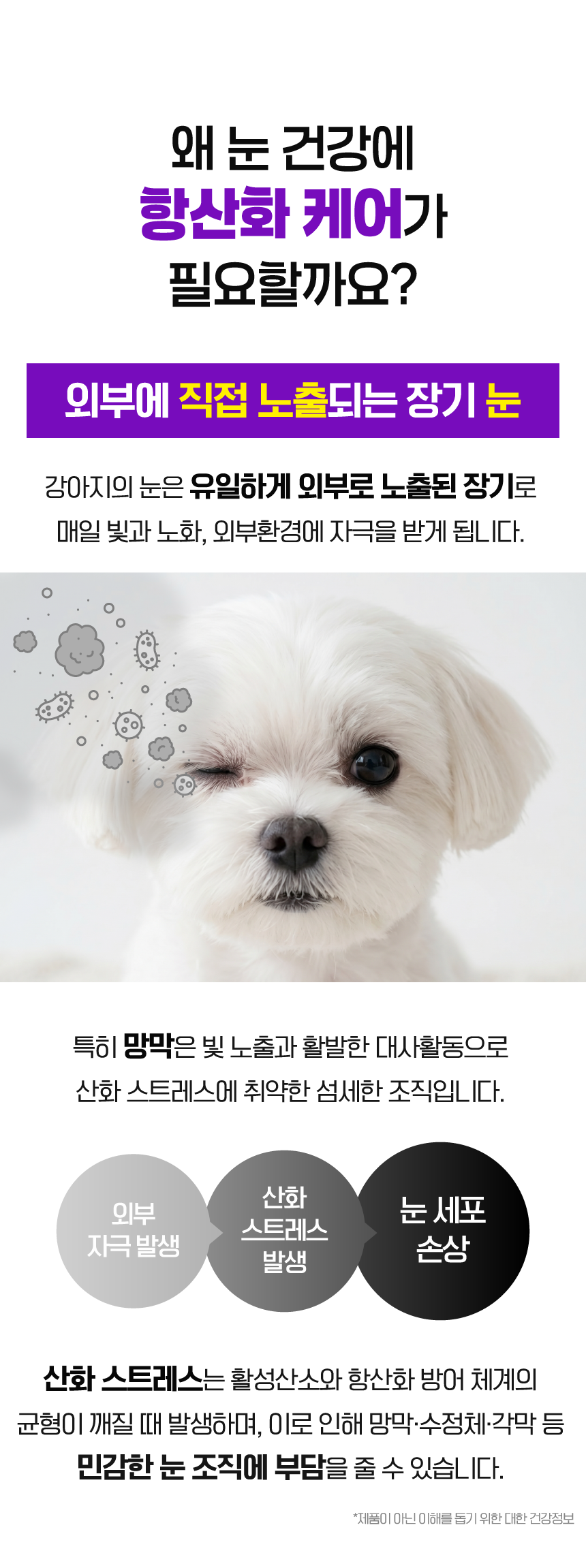 [SBS]벨라맥스 TV 동물농장 수의사 강아지 눈 영양제 루테인