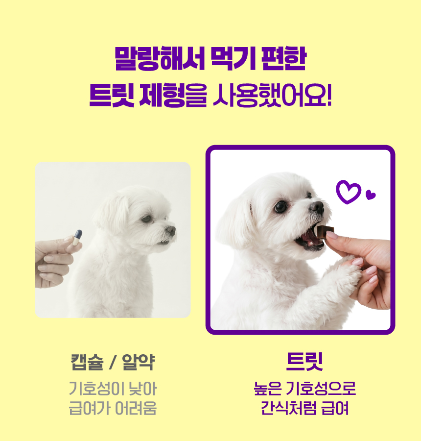 벨라맥스 SBS TV 동물농장 수의사 강아지 눈 영양제 루테인