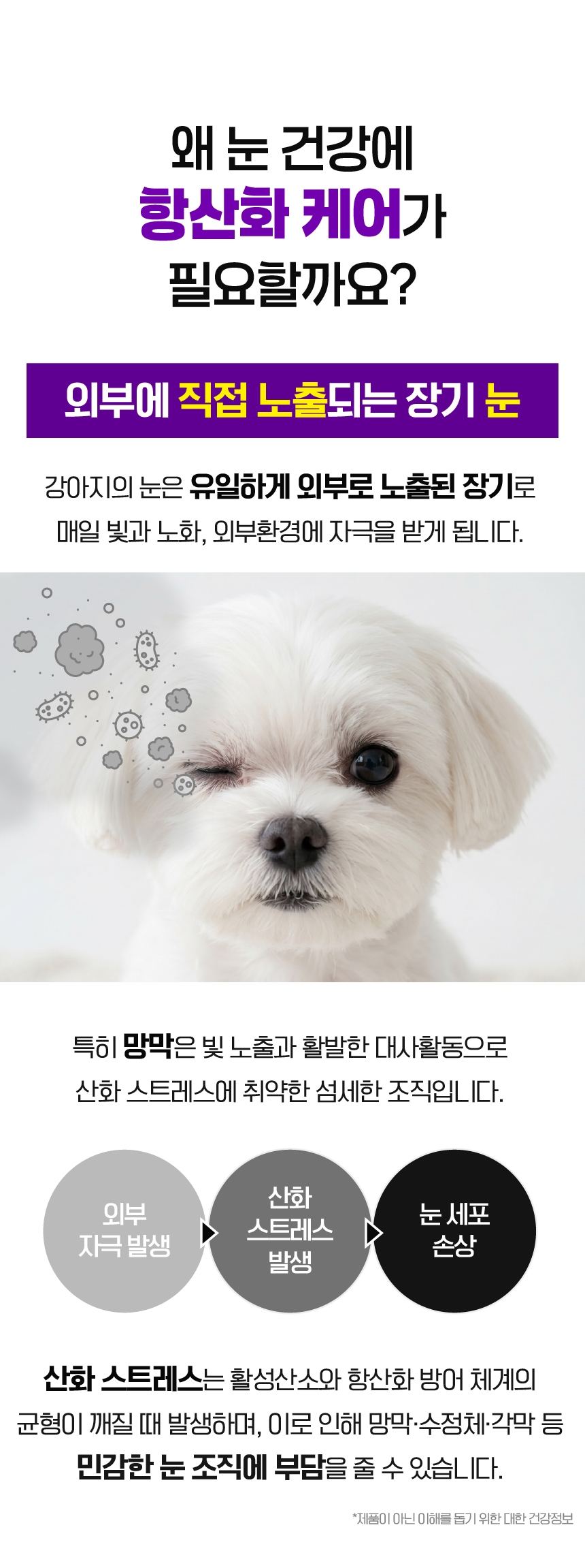 벨라맥스 SBS TV 동물농장 수의사 강아지 눈 영양제 루테인
