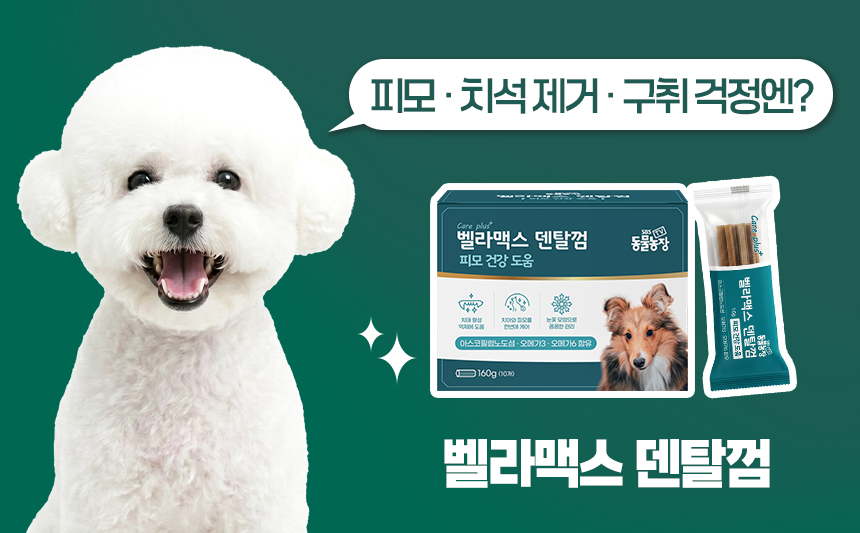 벨라맥스 SBS TV 동물농장 수의사 강아지 덴탈껌 코어 구강 유산균