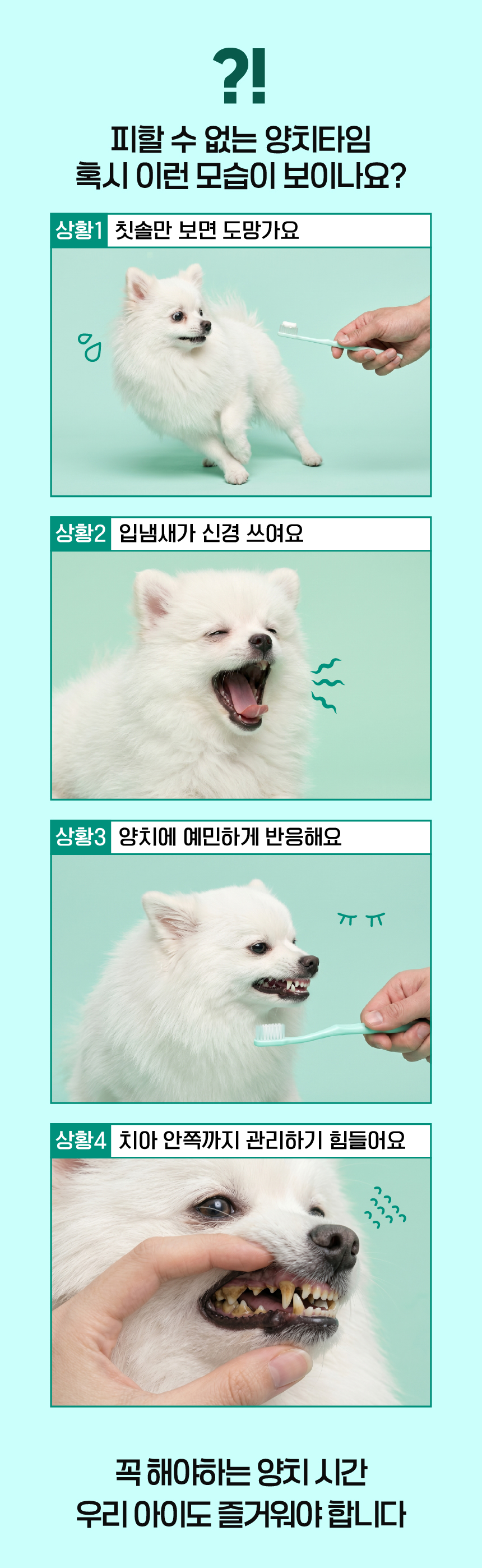 벨라맥스 SBS TV 동물농장 수의사 강아지 덴탈껌 코어 구강 유산균
