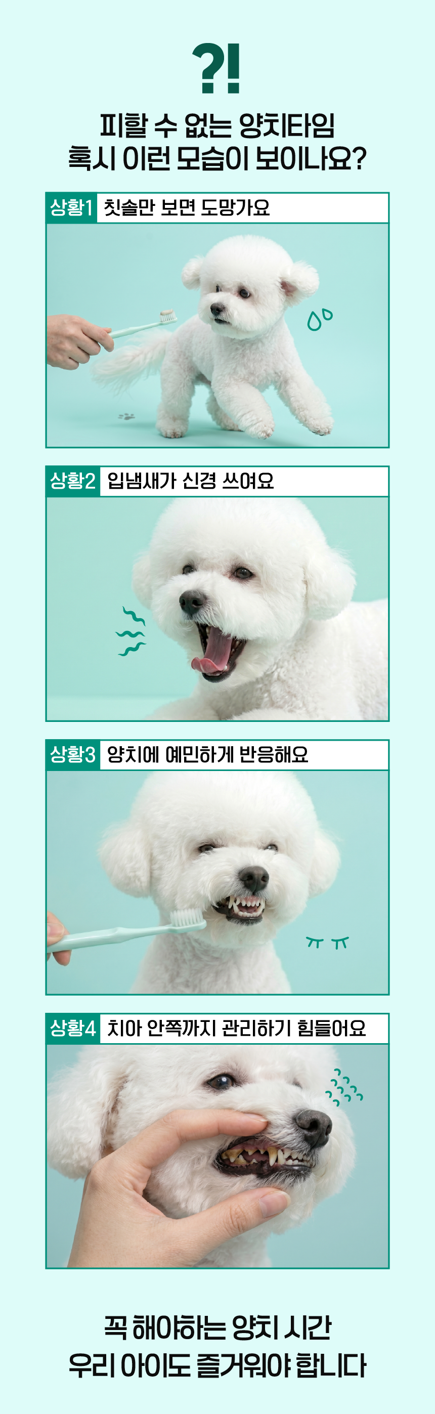벨라맥스 SBS TV 동물농장 수의사 강아지 덴탈껌