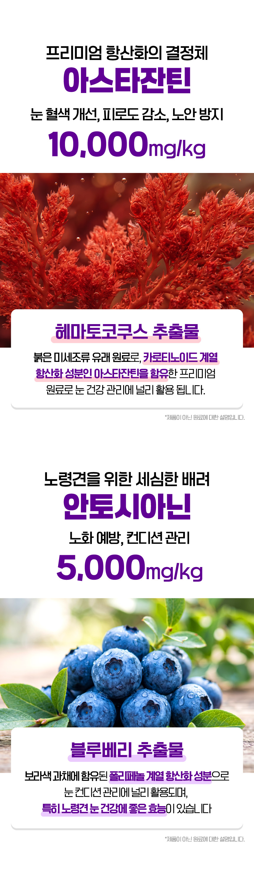 벨라맥스 SBS TV 동물농장 수의사 강아지 눈 영양제 루테인