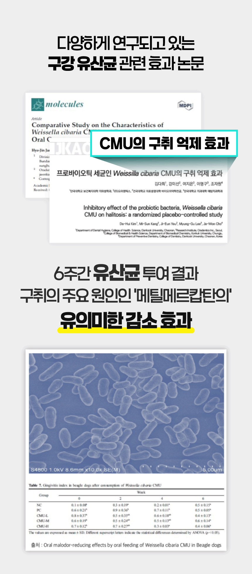 벨라맥스 SBS TV 동물농장 수의사 강아지 덴탈껌 코어 구강 유산균