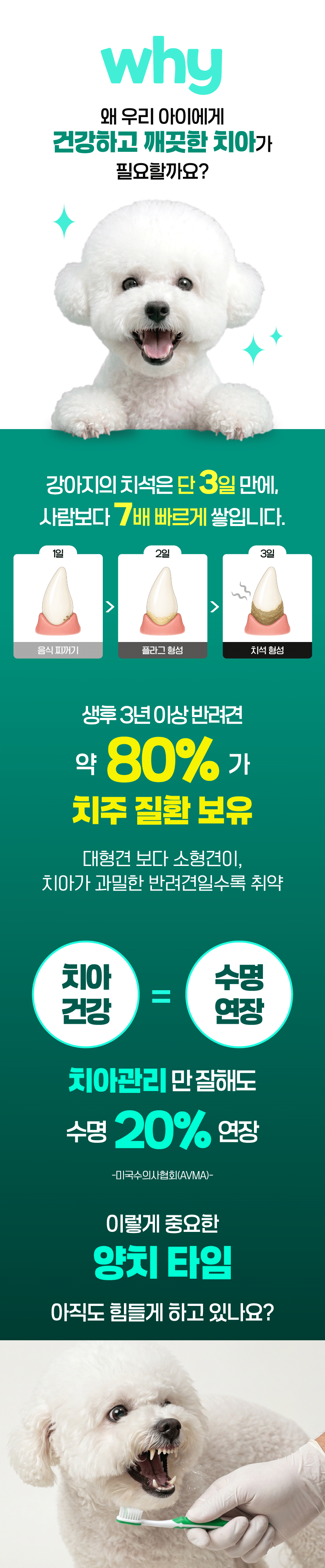 벨라맥스 SBS TV 동물농장 수의사 강아지 덴탈껌