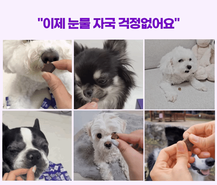 [SBS]벨라맥스 TV 동물농장 수의사 강아지 눈 영양제 루테인