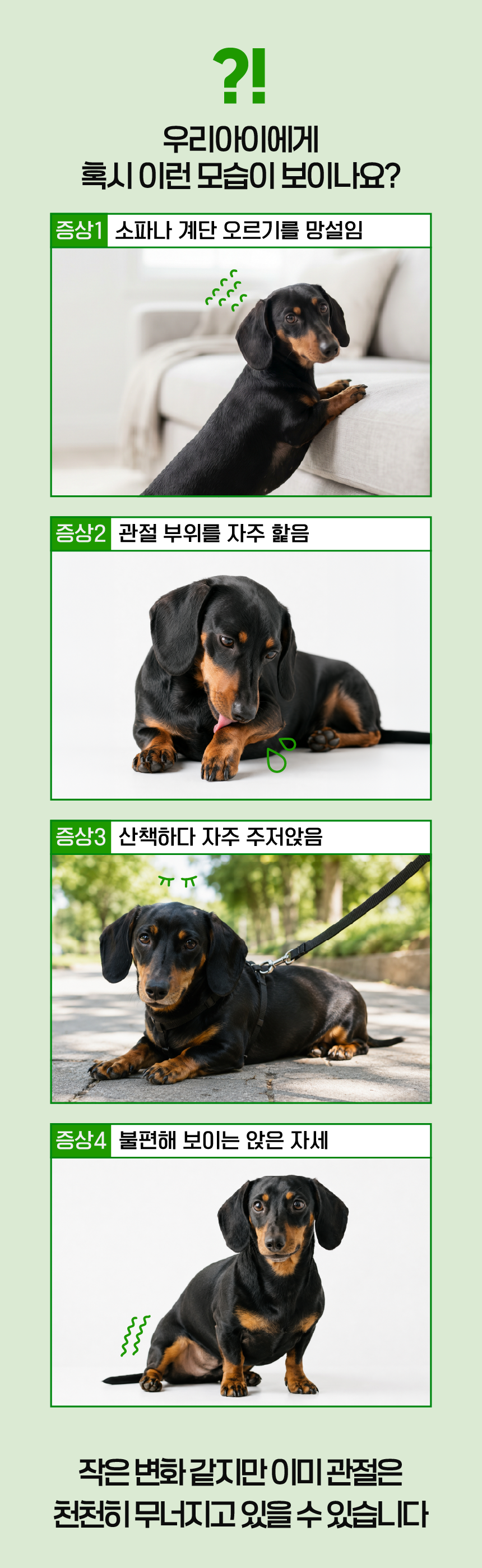 벨라맥스 SBS TV 동물농장 수의사 강아지 관절 영양제 콘드로이친