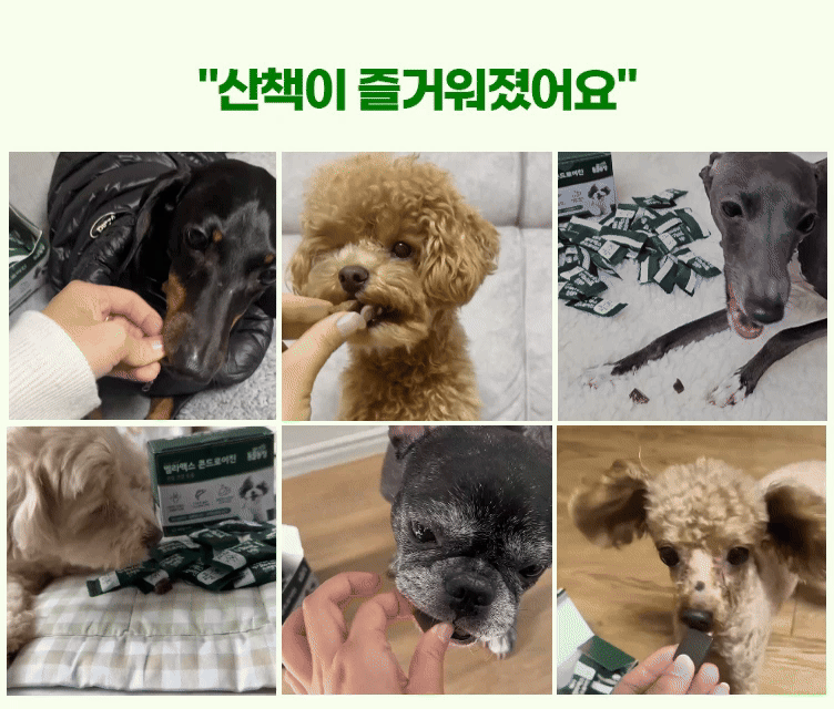 벨라맥스 SBS TV 동물농장 수의사 강아지 관절 영양제 콘드로이친