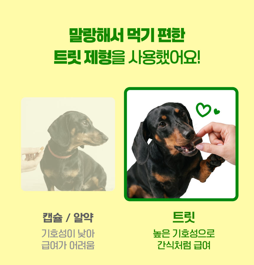 벨라맥스 SBS TV 동물농장 수의사 강아지 관절 영양제 콘드로이친