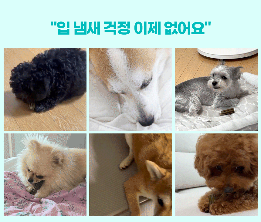 벨라맥스 SBS TV 동물농장 수의사 강아지 덴탈껌 코어 구강 유산균