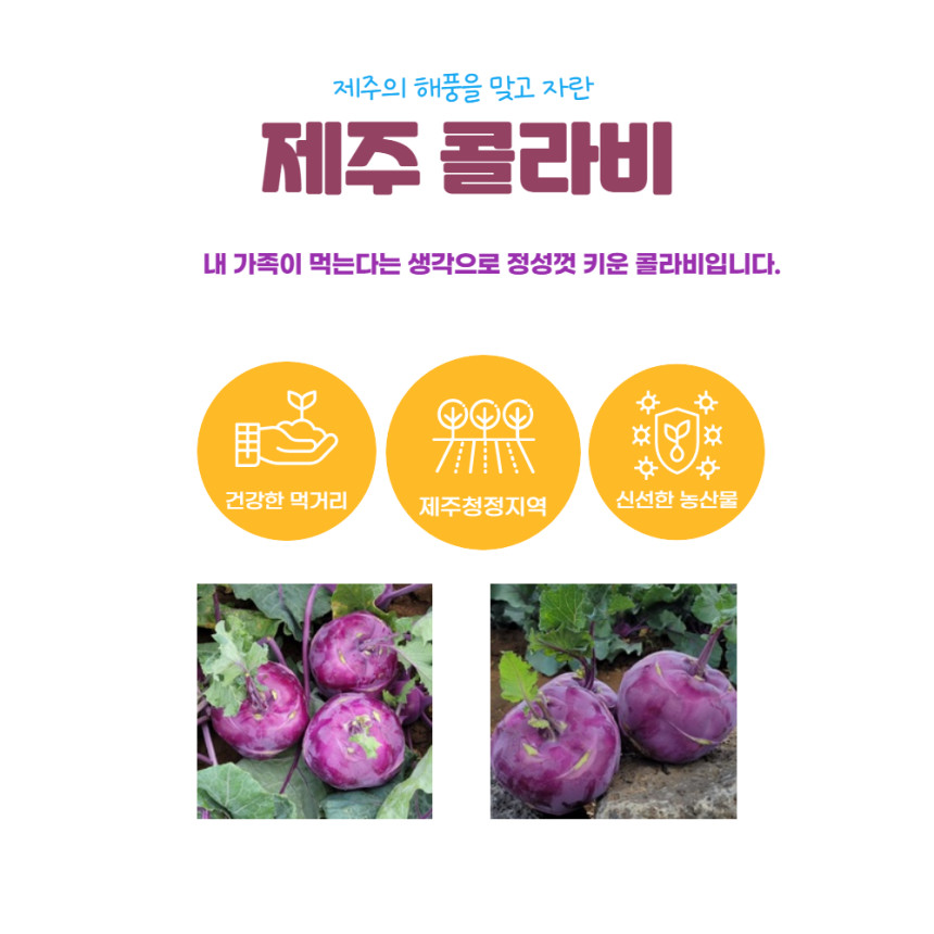 반포농원 제주 알 줄기 양배추는 칼로리가 낮고 식이섬유가 풍부하여 5