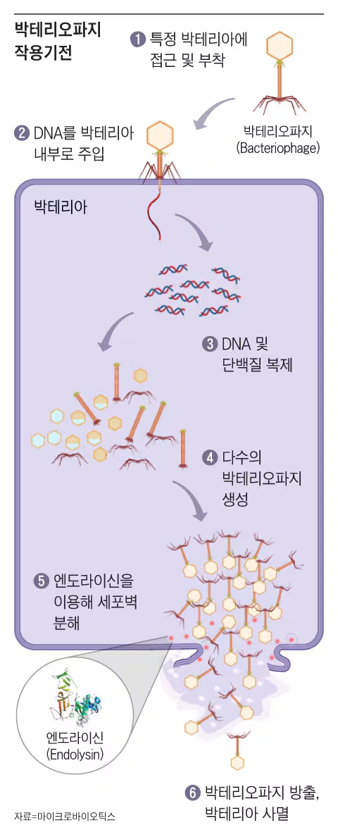 그래픽=조선디자인랩 권혜인