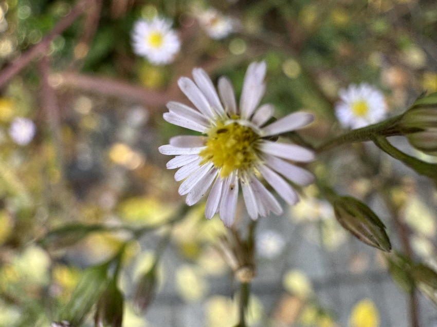 164e55016f0dd.jpg