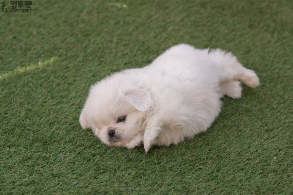 강아지분양 컴투펫0651.jpg