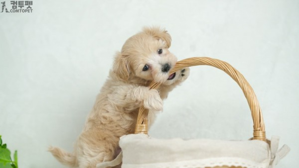 강아지분양 컴투펫0271.jpg