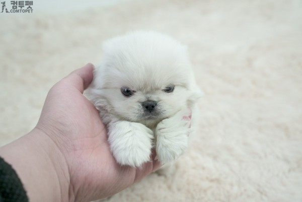 강아지분양 컴투펫0611.jpg