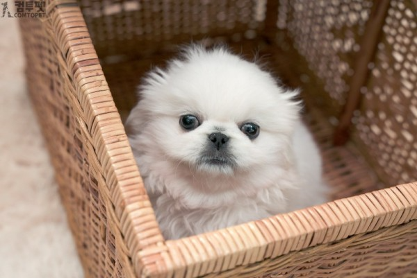 강아지분양 컴투펫0511.jpg