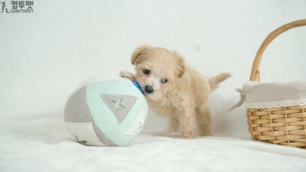 강아지분양 컴투펫0291.jpg