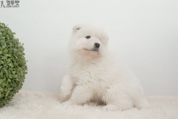 강아지분양 컴투펫0421.jpg