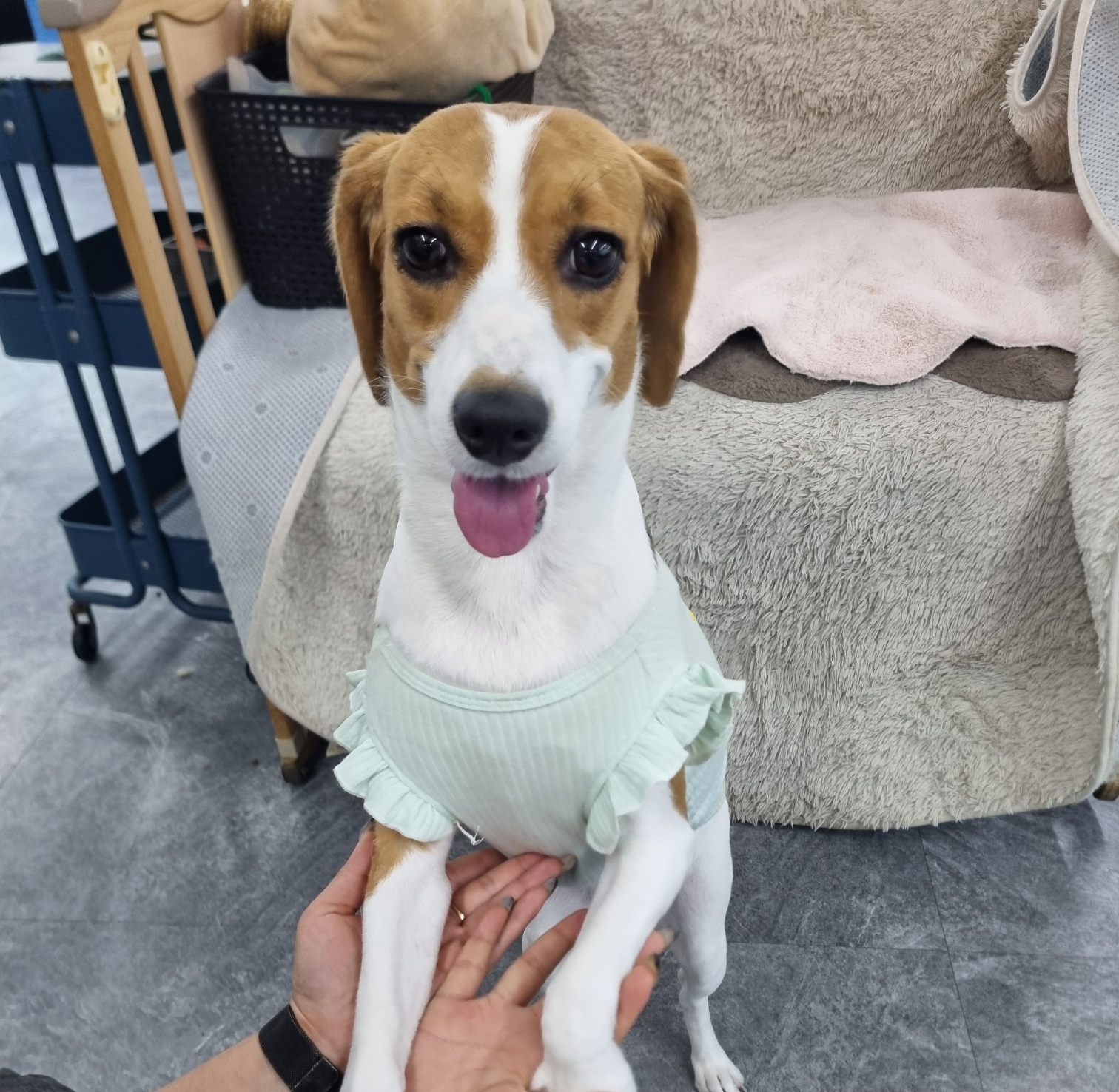 비글_짱구 강아지책임분양 : 컴투펫케어센터, image size:1512x1476