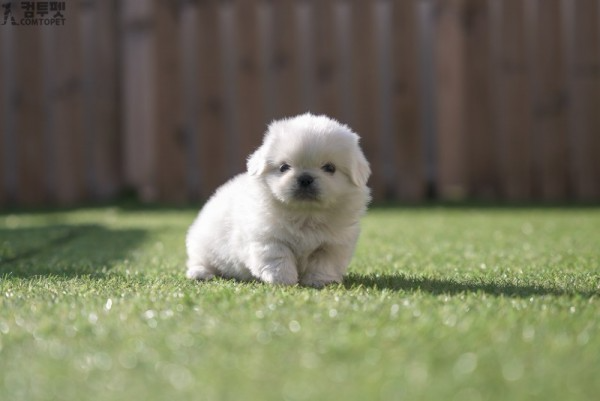 강아지분양 컴투펫0631.jpg