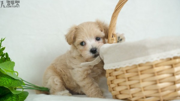 강아지분양 컴투펫0281.jpg