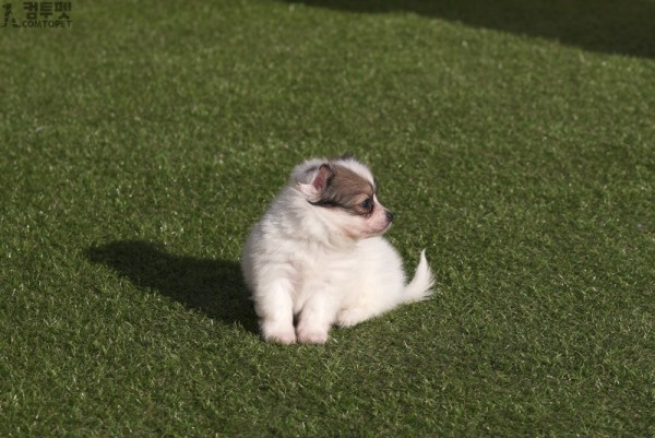 강아지분양 컴투펫0541.jpg