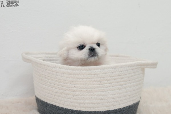 강아지분양 컴투펫0501.jpg