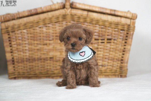 강아지분양 컴투펫0031.jpg