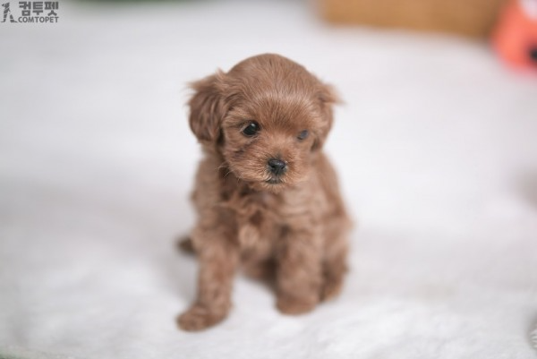 강아지분양 컴투펫0041.jpg