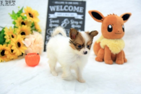 강아지분양 컴투펫0241.jpg