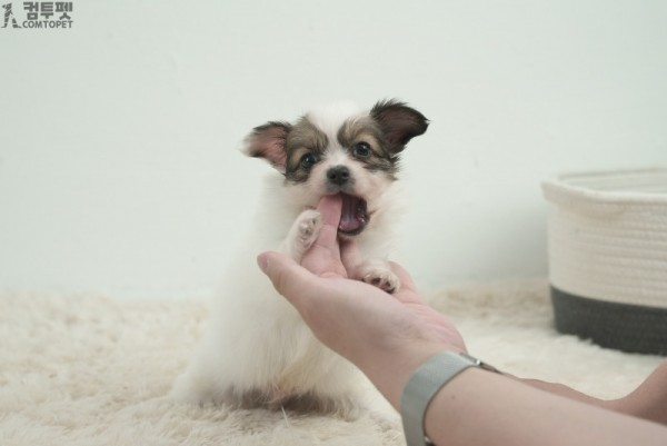 강아지분양 컴투펫0521.jpg