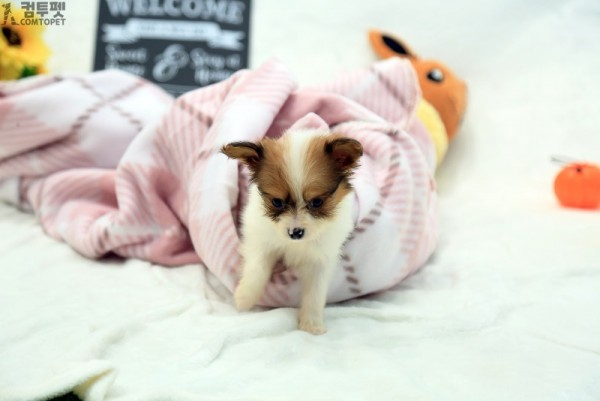 강아지분양 컴투펫0261.jpg