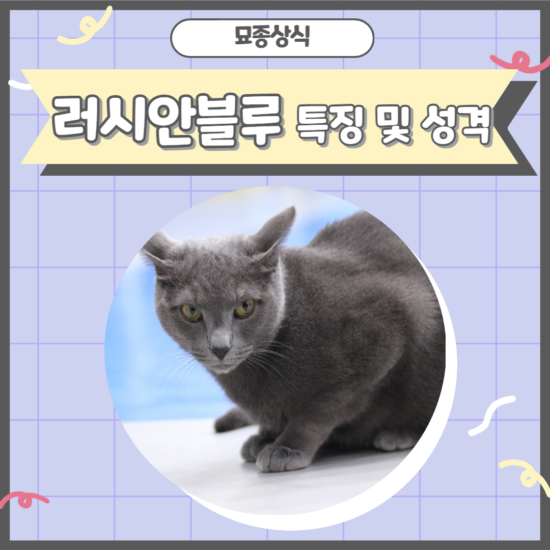 러시안블루 특징 및 성격 : 강아지분양 고양이분양 컴투펫 - 시츄 셔틀랜드쉽독 말티푸 미니핀 치와와 요크셔테리어 포메라니안 말티즈 분양