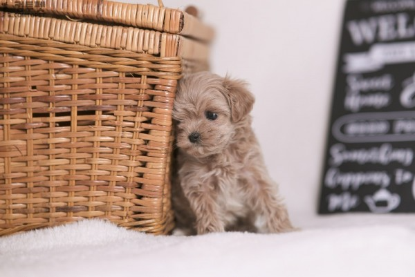 강아지분양 컴투펫0381.jpg