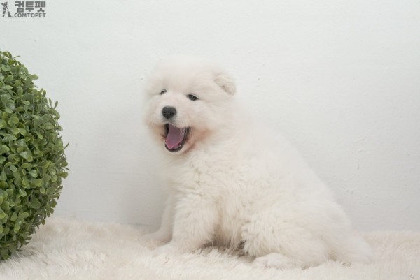 강아지분양 컴투펫0401.jpg