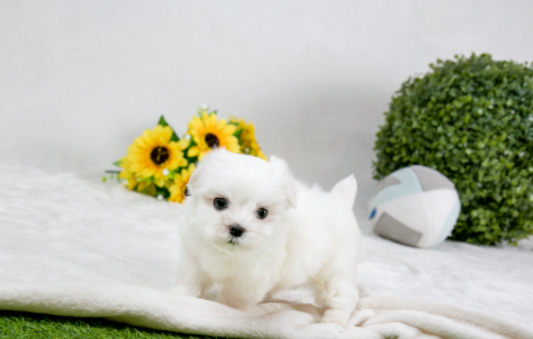 93c96f433e9bc.png