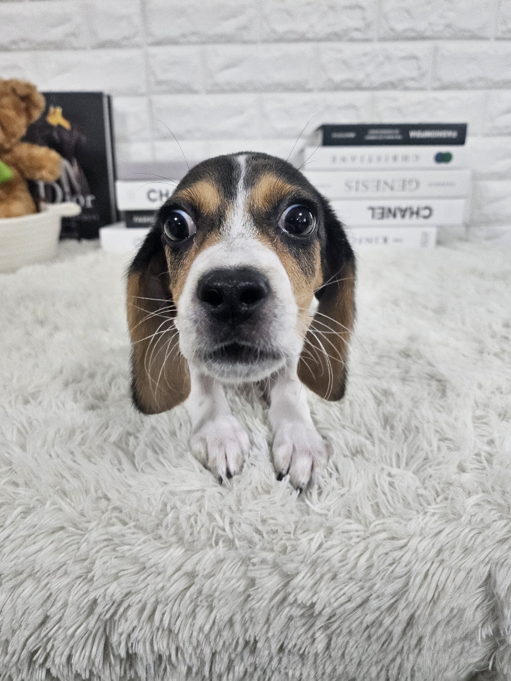 비글_위글 강아지책임분양 : 강아지분양 고양이분양 컴투펫 - 시츄 셔틀랜드쉽독 말티푸 미니핀 치와와 요크셔테리어 포메라니안 말티즈 분양, image size:1050x1400