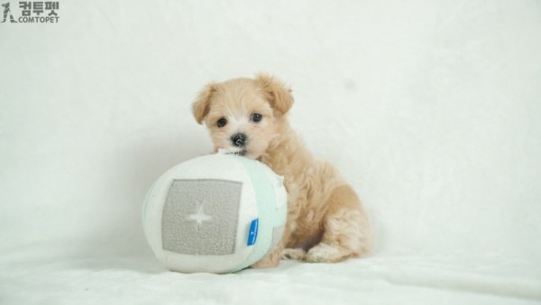 강아지분양 컴투펫0301.jpg