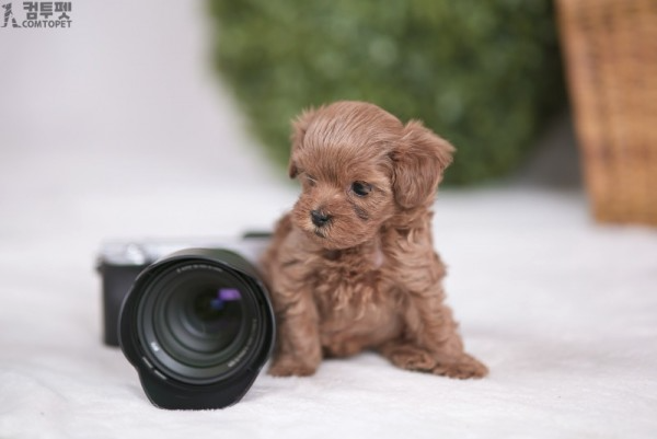 강아지분양 컴투펫0051.jpg