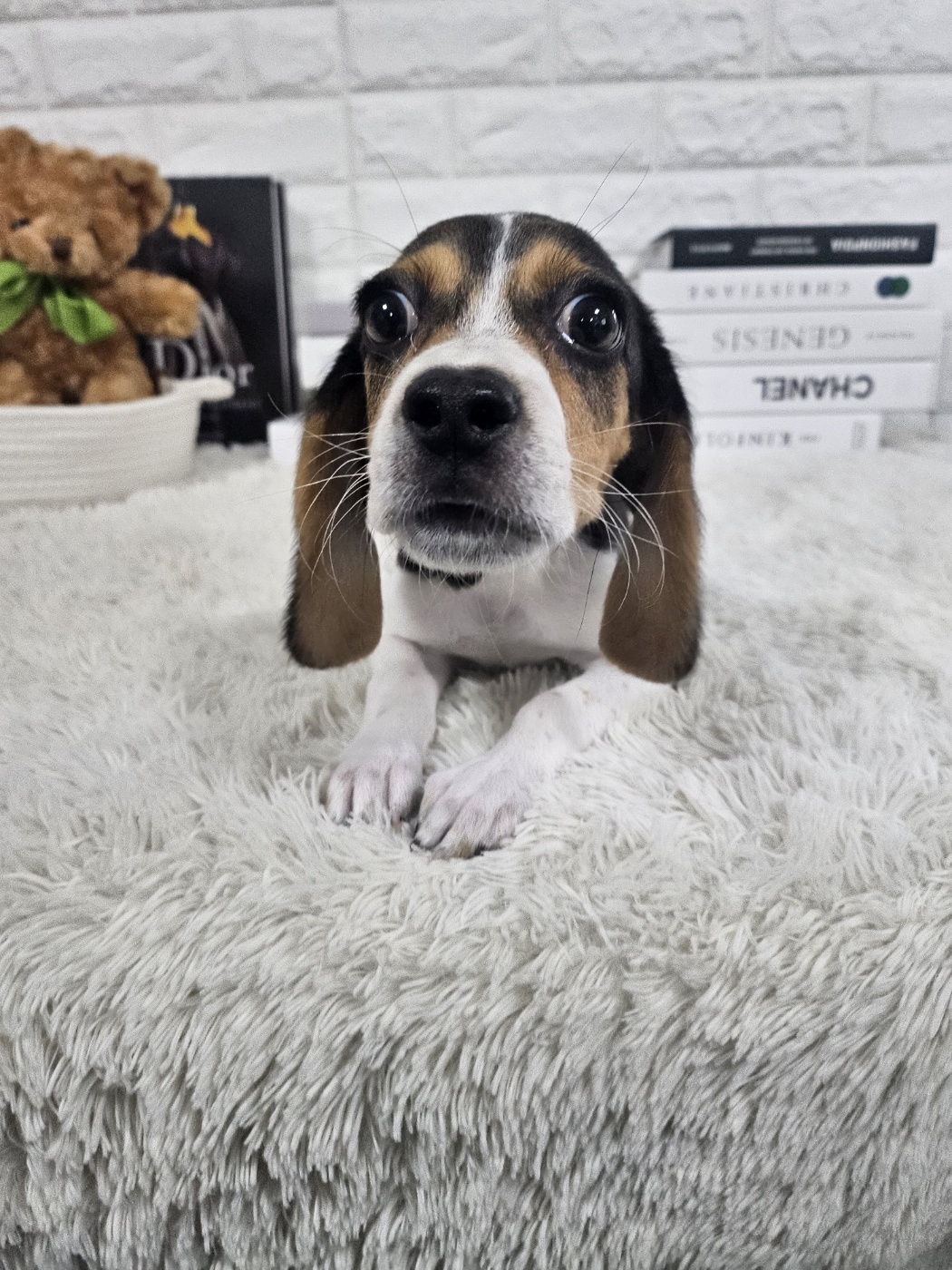 비글_위글 강아지책임분양 : 강아지분양 고양이분양 컴투펫 - 시츄 셔틀랜드쉽독 말티푸 미니핀 치와와 요크셔테리어 포메라니안 말티즈 분양, image size:1050x1400