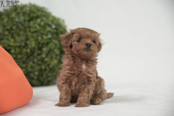 강아지분양 컴투펫0021.jpg