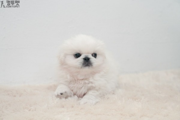 강아지분양 컴투펫0491.jpg