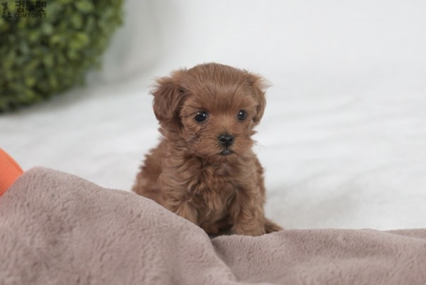 강아지분양 컴투펫0011.jpg