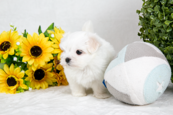 d35253636f6ed.png