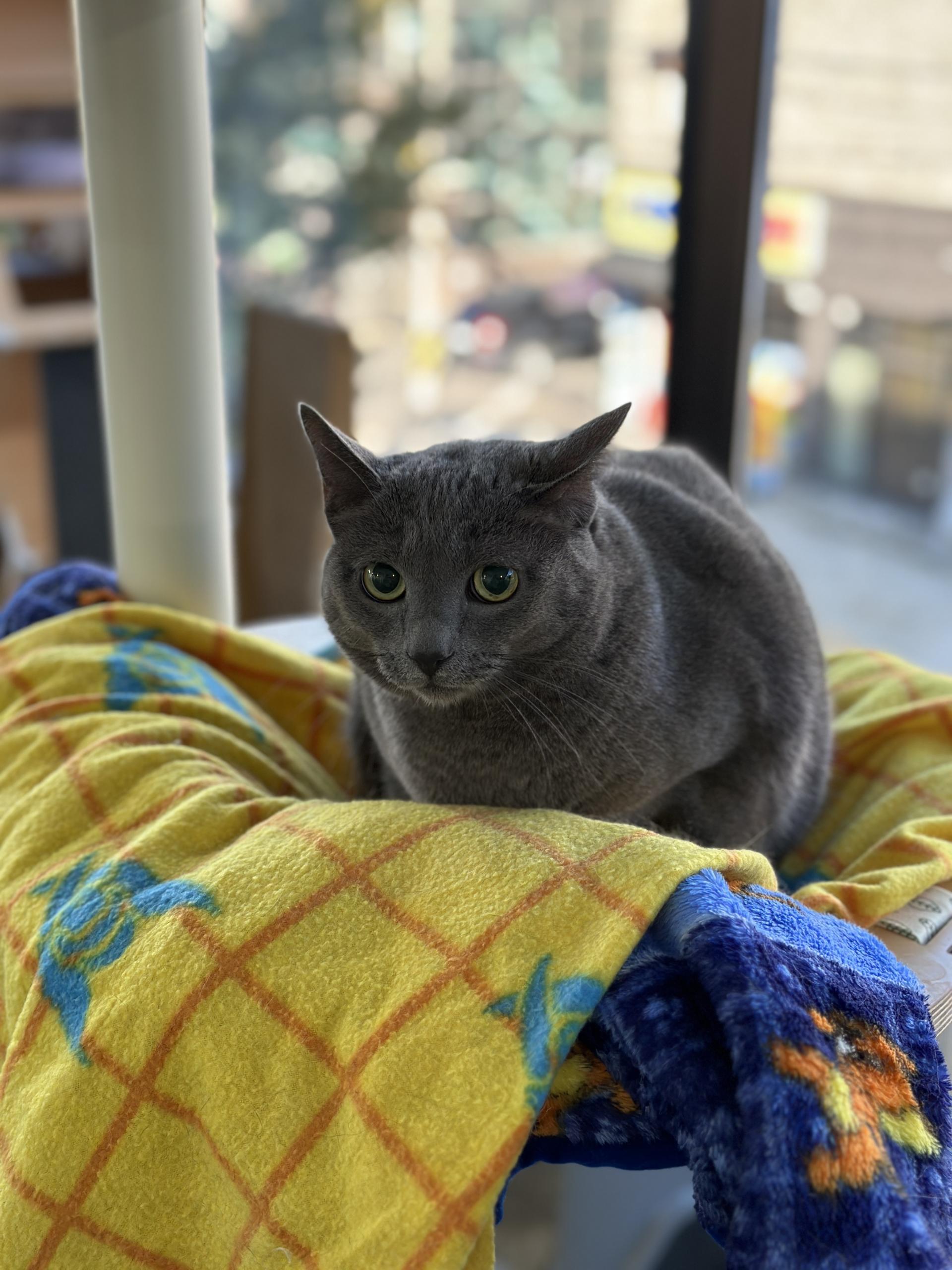 러시안블루_초코 고양이책임분양 : 컴투펫케어센터