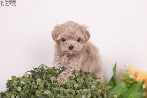 강아지분양 컴투펫0391.jpg