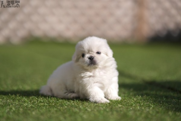 강아지분양 컴투펫0641.jpg