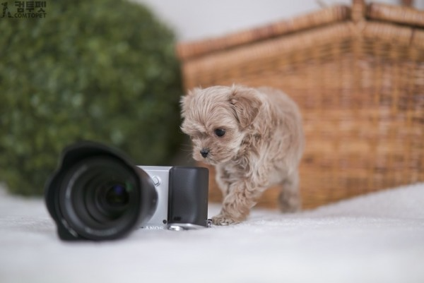 강아지분양 컴투펫0371.jpg